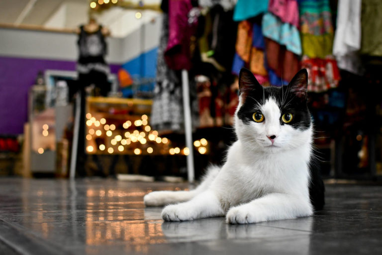 Lunatic Fringe Boutique 6 lunaticfringe 5 768x512