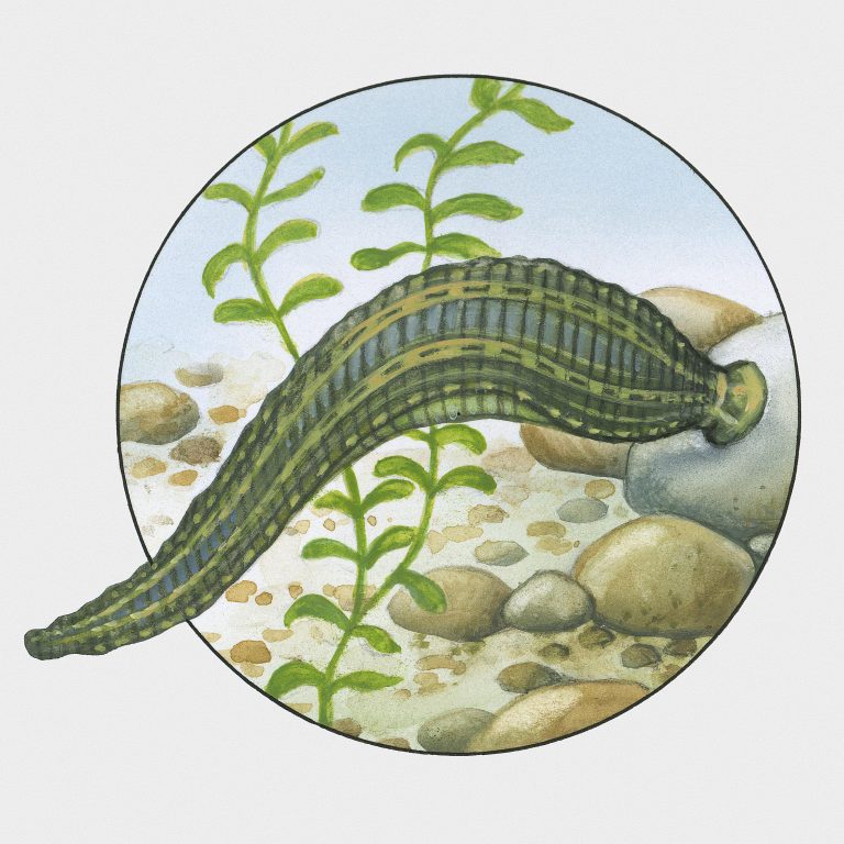 Haunted Bath House 6 Getty leach and leech 96168569 58b9a0865f9b58af5c79ac2f 768x768