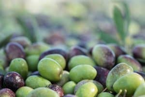 olivedyedblack 300x200